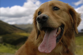 Dog After