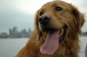 Dog Before