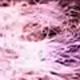 LME Trapcode �v���Z�b�g & �R���|�W�V�����W