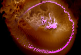 TURBULENCE.2D Rotating Fuel