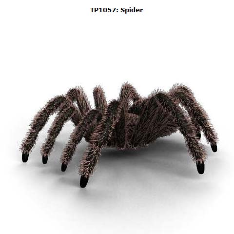 The Archive 収録モデル